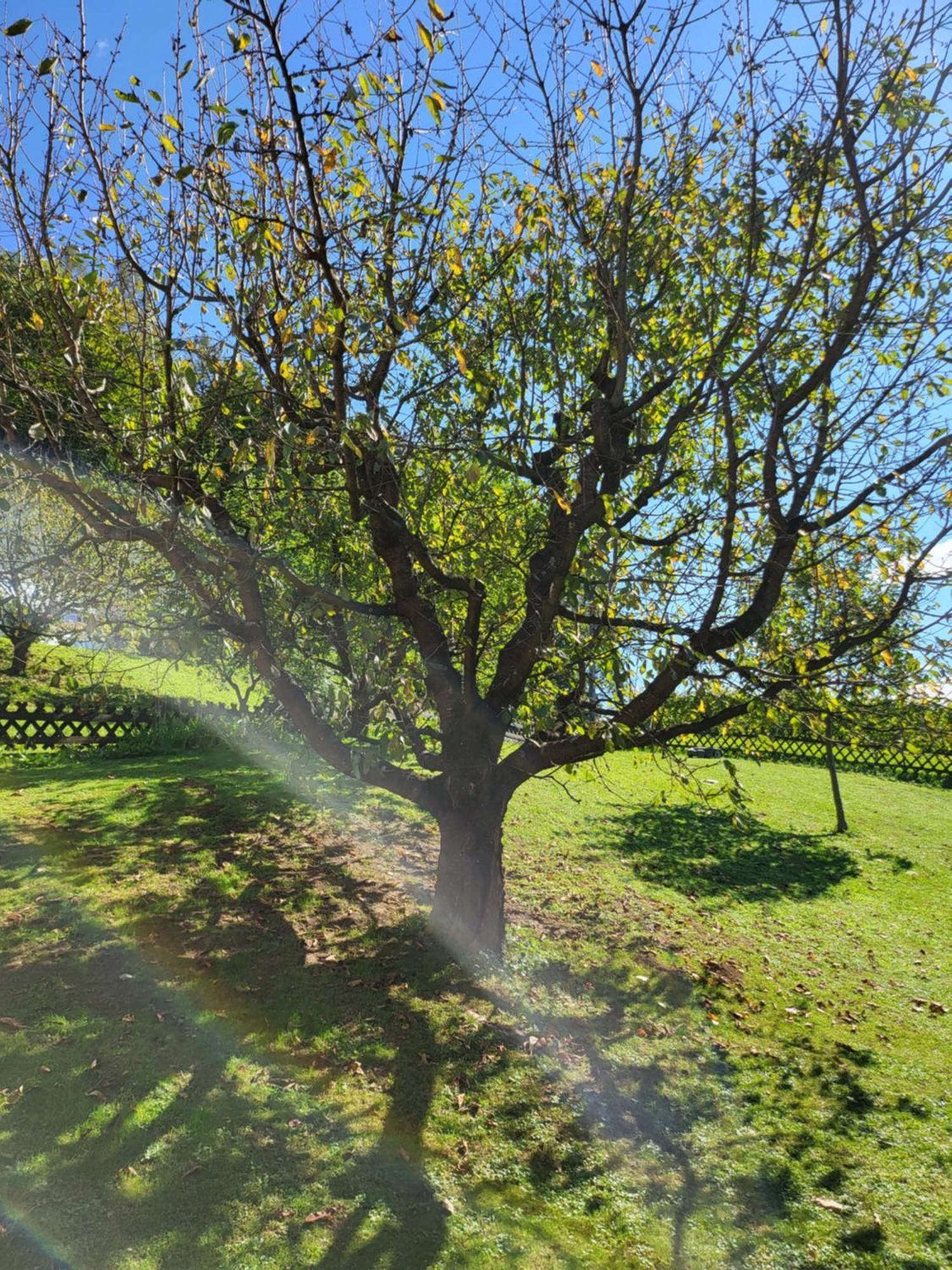 Ferienhaus Zangl Am Seggauberg - Suedsteiermark Leibnitz Kültér fotó